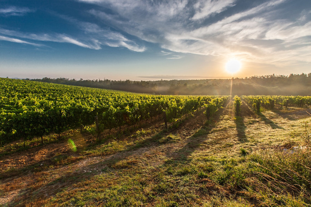 Vineyard Vineyard