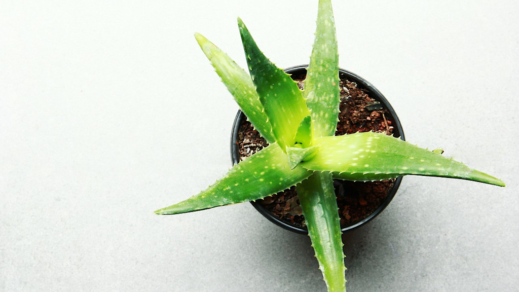 Aloe vera Aloe vera