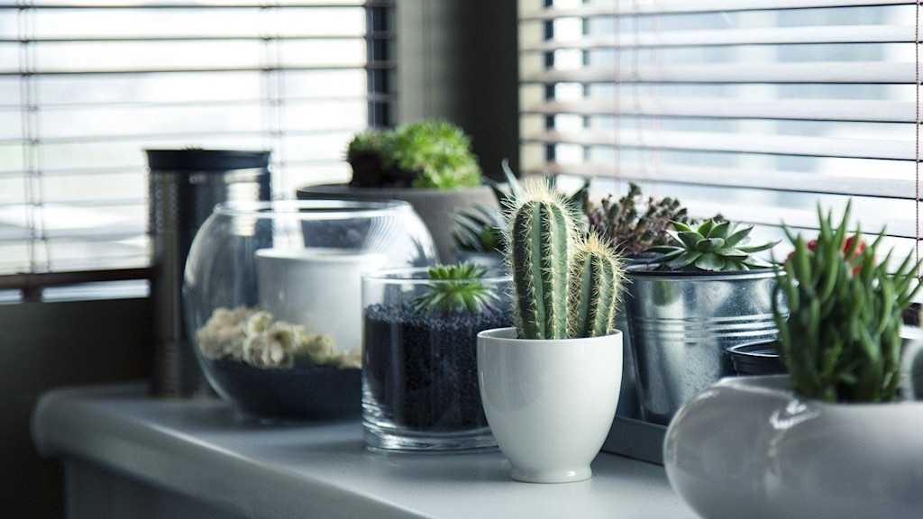 Indoor plants Indoor plants