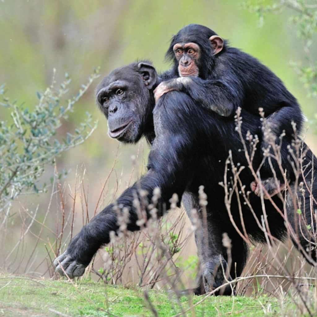 Chimpanzees at Sigean Zoo Chimpanzees at Sigean Zoo