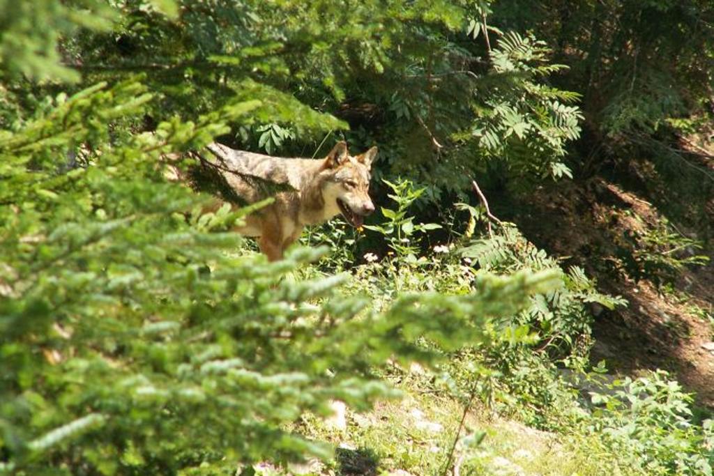 Canis lupus Parc Alpha Canis lupus Parc Alpha