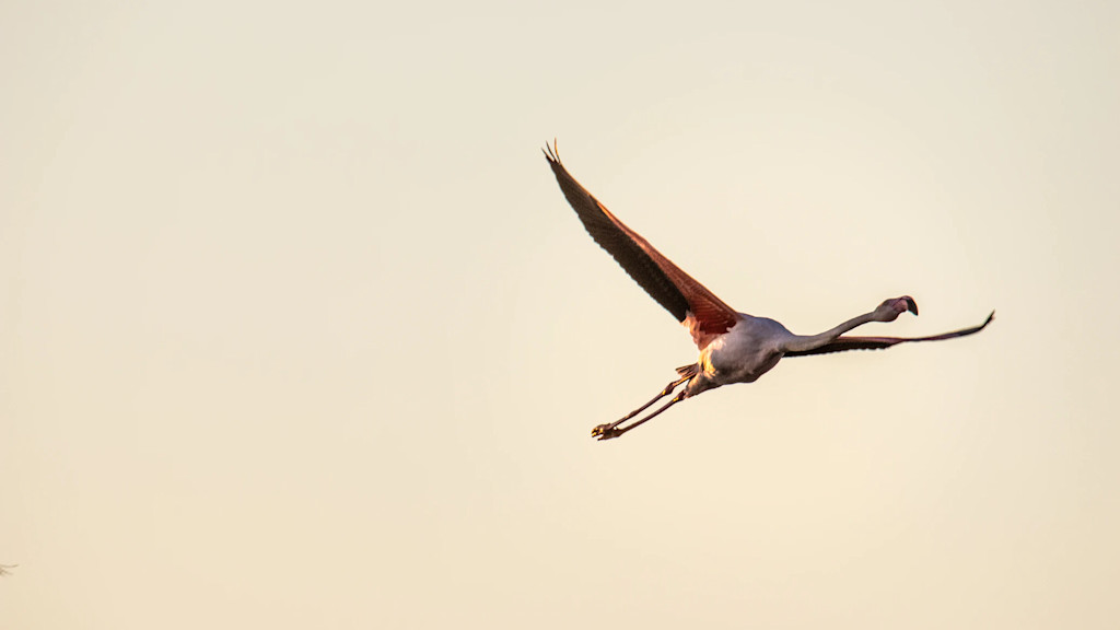 Flamingo Flamingo