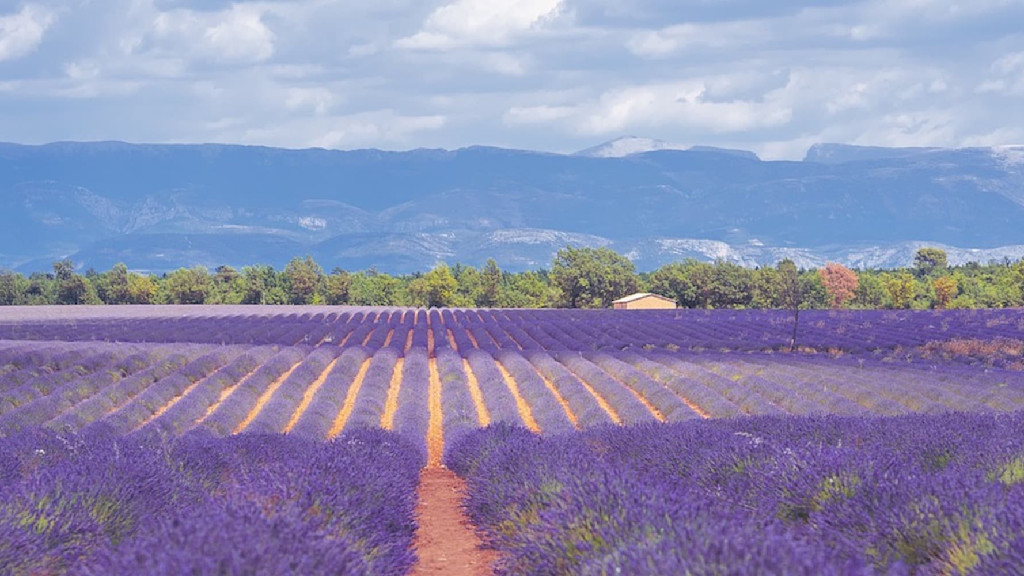 Provence Provence