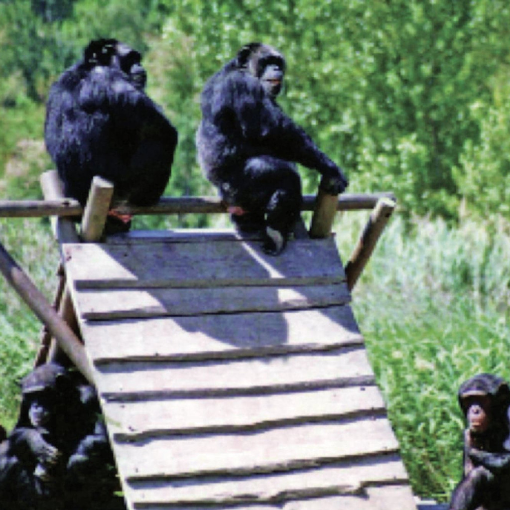 Chimpanzees at Sigean Zoo Chimpanzees at Sigean Zoo