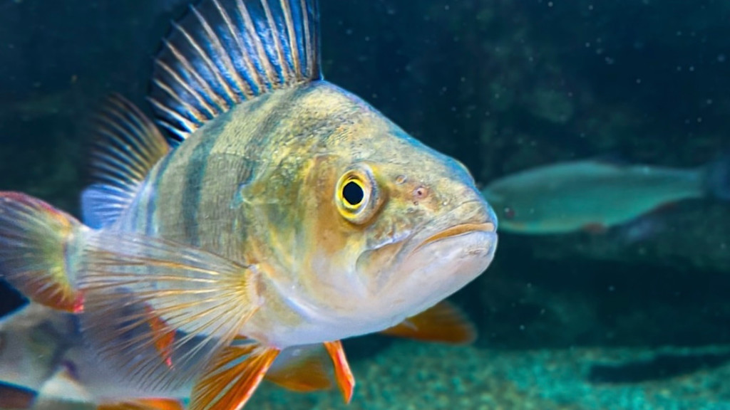 Oniria aquarium Canet en Roussillon Oniria aquarium Canet en Roussillon