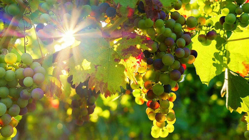 Grapes Grapes