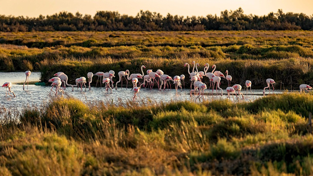 Camargue Camargue