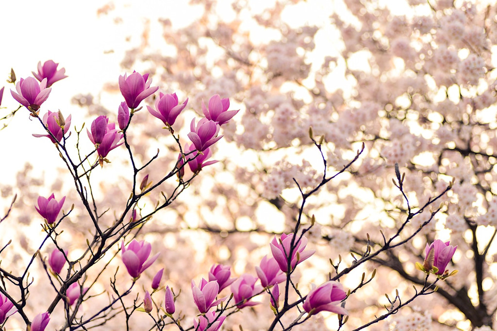 Printemps en France Printemps en France