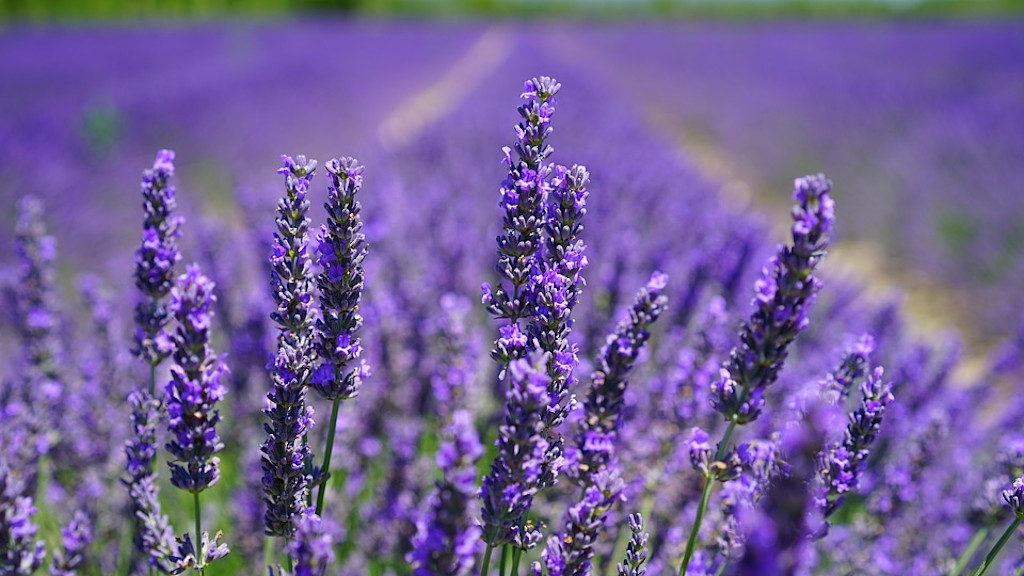 Provence Provence
