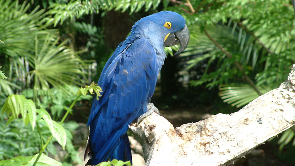 Parc des Oiseaux Parc des Oiseaux