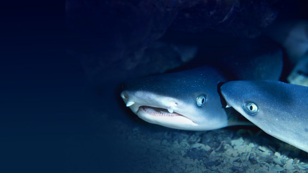 Sharks Sharks