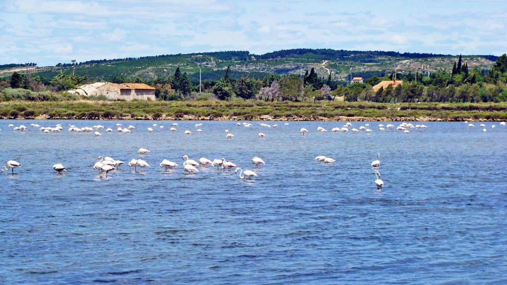 Pink flamingos in Peyriac-de-Mer Pink flamingos in Peyriac-de-Mer