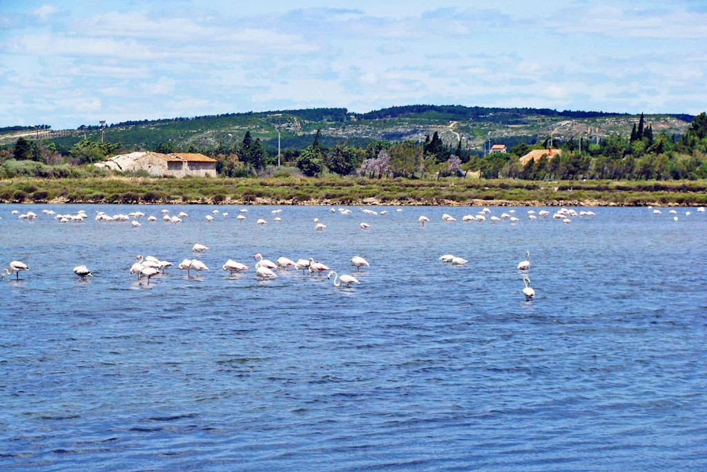 Pink flamingos in Peyriac-de-Mer Pink flamingos in Peyriac-de-Mer