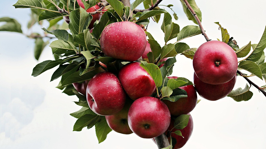 Apples Apples