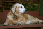olderretriever