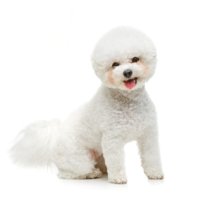 Bichon Frise standing — health planner for puppies through senior dogs