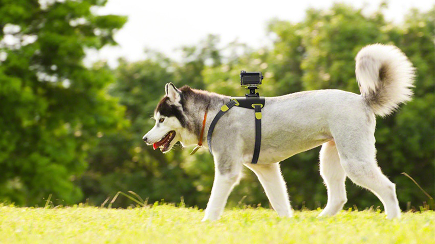 10 Hottest Gadgets for Pet Owners