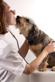 vetgetskissfromdog