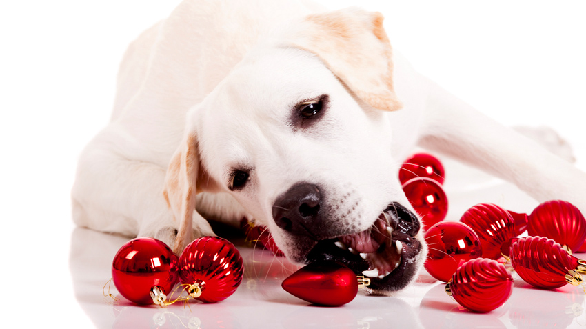 Top 5 Holiday Dangers to Pets
