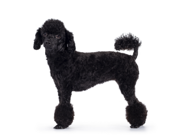 Poodle minature standing — health planner for puppies through senior dogs