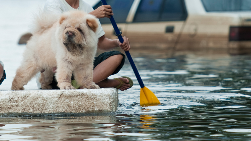 5 disaster tips for pet parents