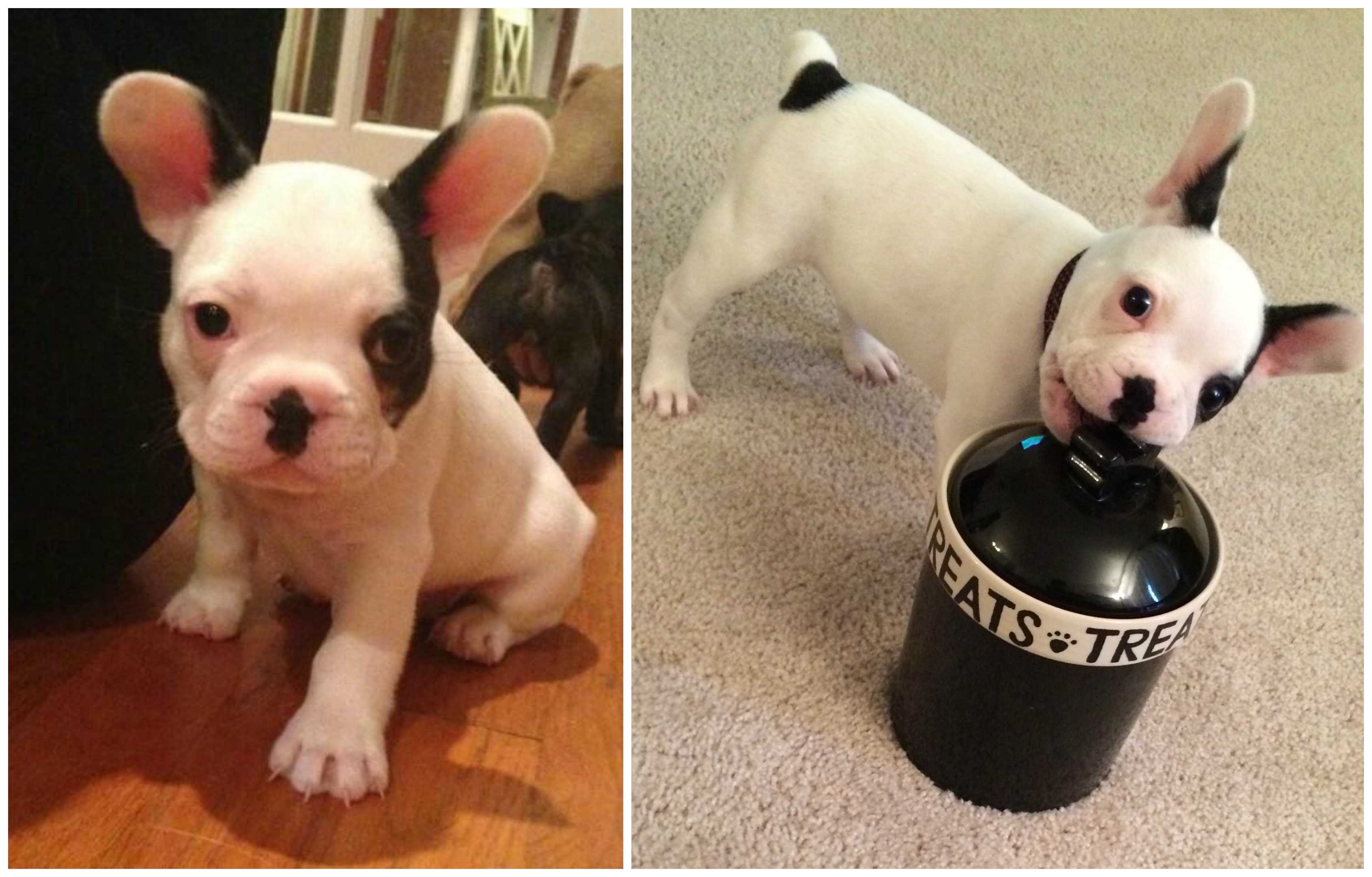 Collage-Puppy1