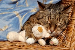 CatArthritis sleeping2