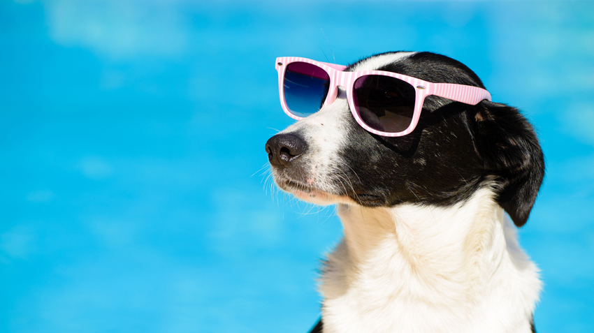 5 Cool Summer Gadgets for Dogs