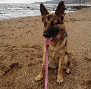 Roxy-2-resized