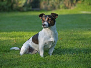 26dogstanceatpark