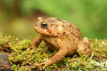 122toad