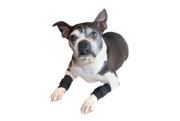 DoggieWraps1