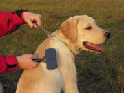 41dogbeinggroomed