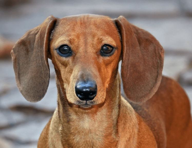 Dachshund Miniature