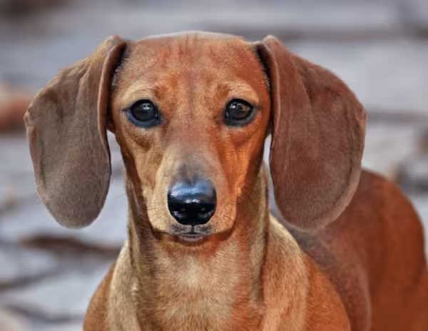Dachshund Miniature