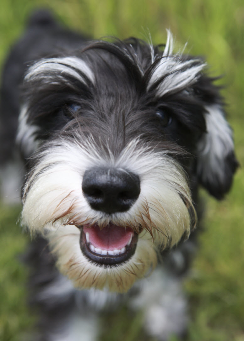 Smiling-Schnauzer-Puppy