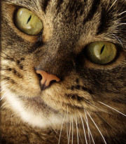 106catcloseup
