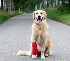 52retrieverwithbrokenleg