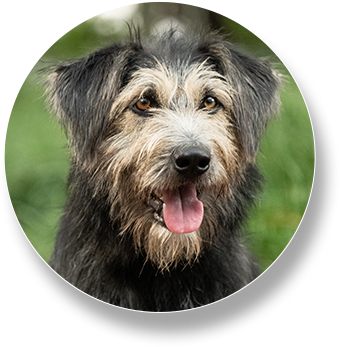 Rescue dog