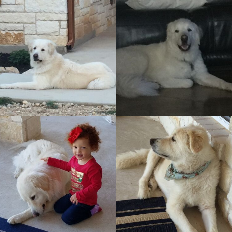 Max-Photo-Collage-2