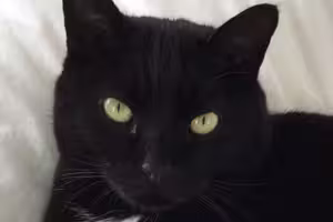 cornelius-mcpudness-vandercat