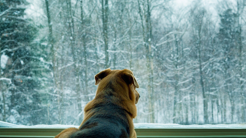 Pets Get the Winter Blues