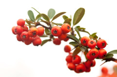 MistletoeRed