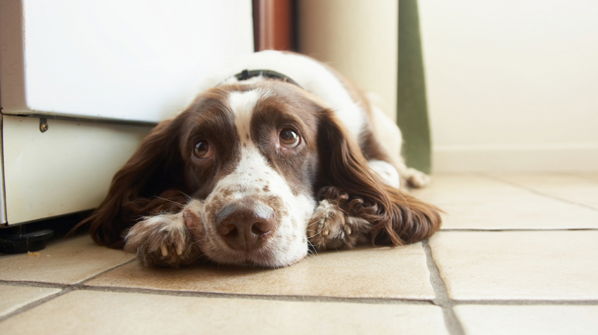 Most Common Pet Toxins