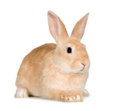 158rabbitsits