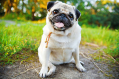 LymeDisease Pug outside