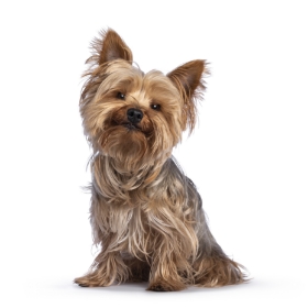 Yorkshire Terrier standing — health planner for puppies through senior dogs