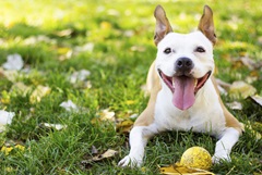 Dog hot outside ball