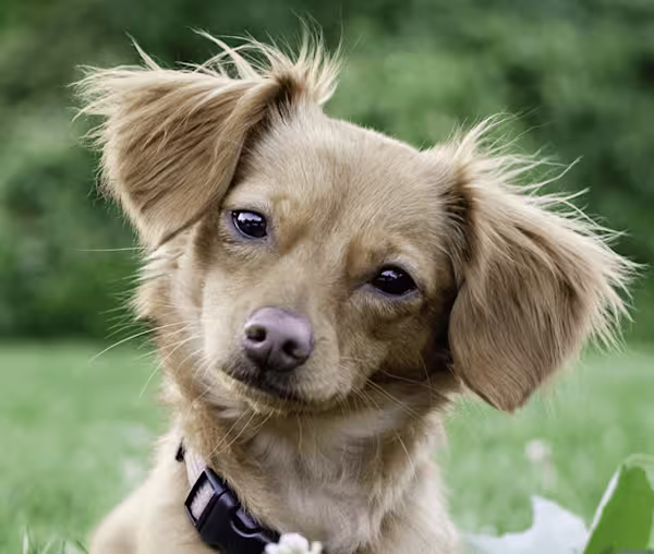 Mixed-Breed Dog (Toy)