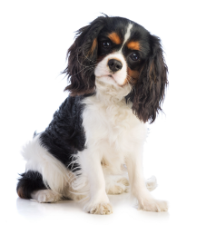 Cavalier King Charles Spaniel standing — health planner for puppies through senior dogs